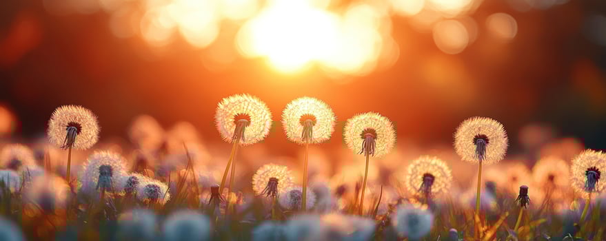 Dandelion seed heads in golden sunset light meadow landscape photo