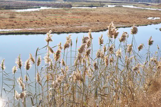 Golden reeds swaying in the breeze by a serene riverbank on a sunny day in autumn. photo