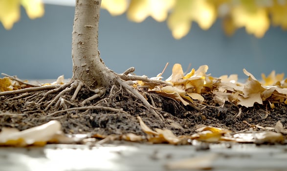 Exposed tree roots, autumn leaves, urban background, nature detail photo