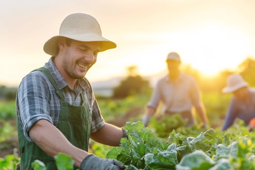 Happy farmer harvesting lettuce at sunset photo