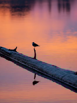 A bird is perched on a log in the water photo