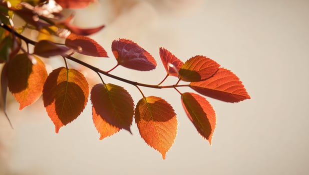 Autumn leaves on a branch with sunlight shining through photo