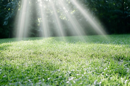 Sunbeams on grassy lawn, park background, serene nature scene photo