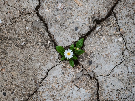 Flower Growing Through Cracked Concrete Symbol of Hope, Resilience, and New Life. photo