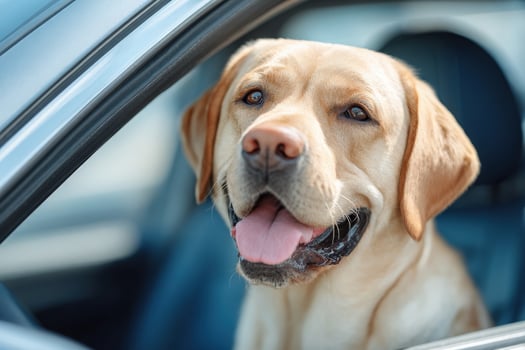 A cheerful Labrador retriever sits in a car, poking its head out of the window. The dog has a big smile and a relaxed demeanor, making the car ride enjoyable on a bright, sunny day. photo