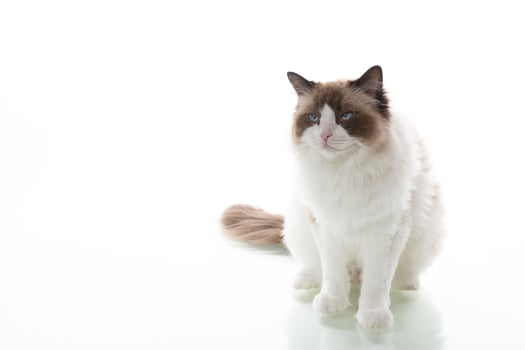 Face of a ragdoll cat with soft fur and expressive eyes photo