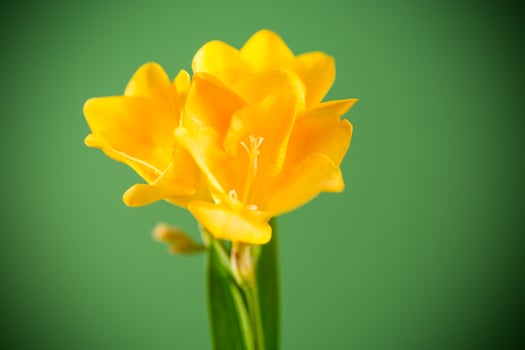 Close-up of yellow freesia on green background photo