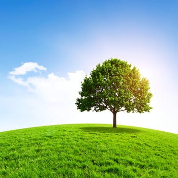 Landscape With Single Tree Standing On Grassy Hill Under Clear Blue Sky photo