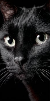 Close up of a black Cat photo