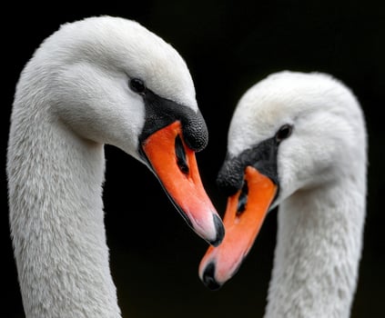 Pair of Mute Swans close up portrait photo
