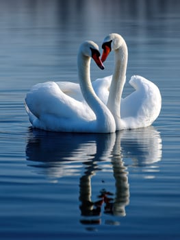 Two swans are making a heart shape in the water photo