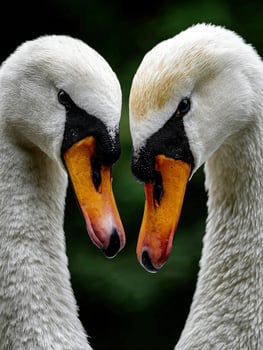 Two swans with heads close together photo