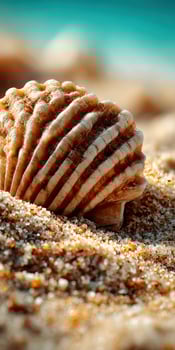 Seashell on sandy Beach at Day photo