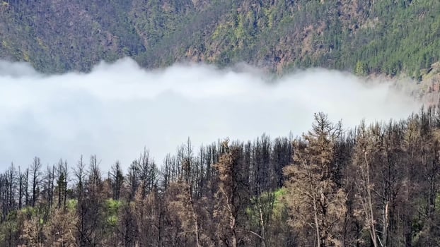 A forest with trees that have been burned photo