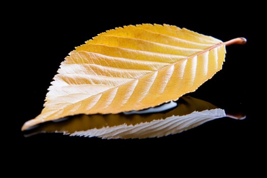 Golden autumn leaf reflects on black background nature photography for design photo