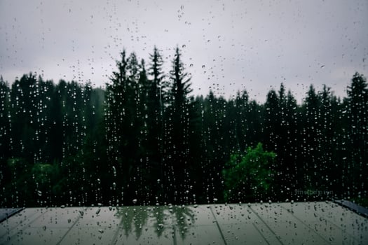 Raindrops on a window overlooking a dense forest on a cloudy day photo