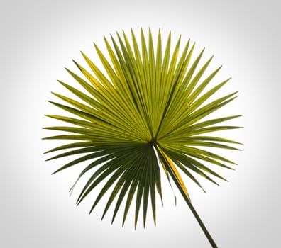 Vibrant green palm leaf with delicate veins against a white background photo