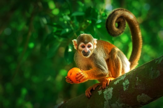 A monkey is sitting on a branch with an orange photo
