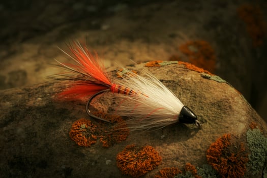 A fly with orange and black feathers laying on a rock photo