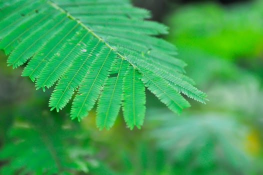 Acacia pennata, Tropical Acacia plant photo
