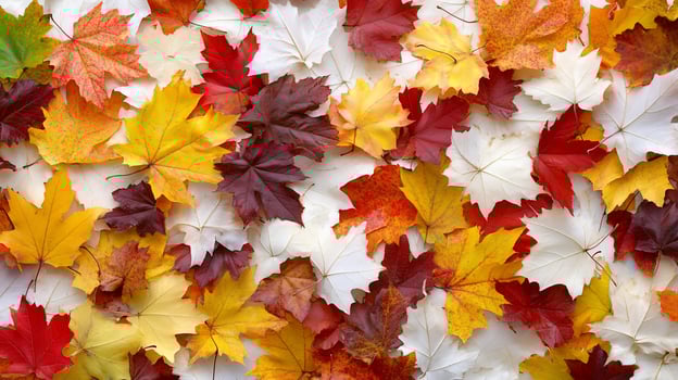 Autumn leaves background colorful maple foliage photo