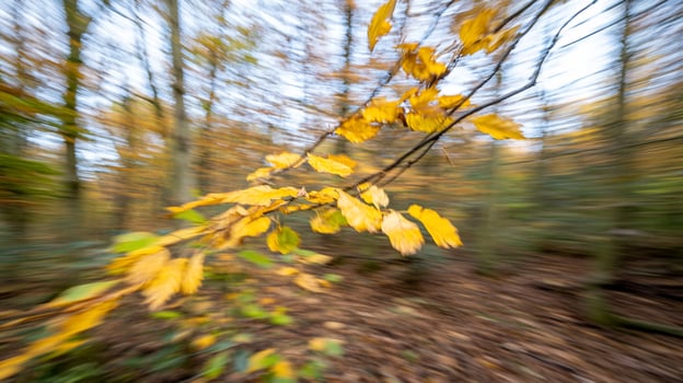 Autumn leaves, forest path, blurred background, nature photography, website banner photo