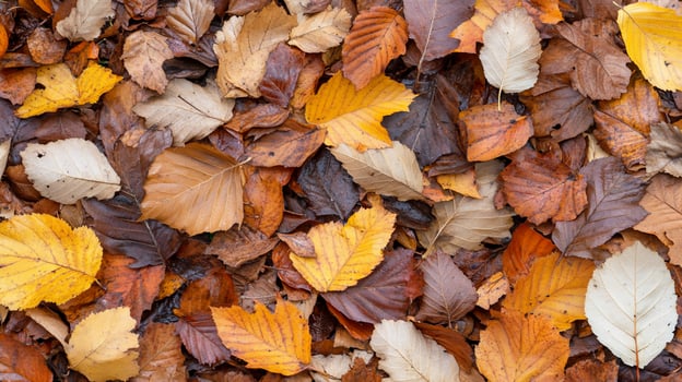 Autumn leaves ground cover, forest floor texture photo