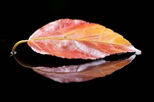 Autumn leaf reflection, black background, nature photography, website design photo