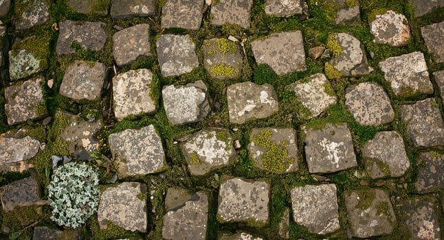 Mossy cobblestone pathway photo
