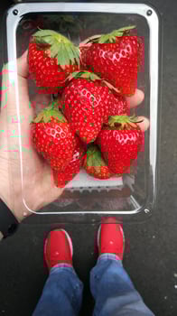 Fresh Red Strawberries in Plastic Box Held by Hand Healthy Fruit Concept photo