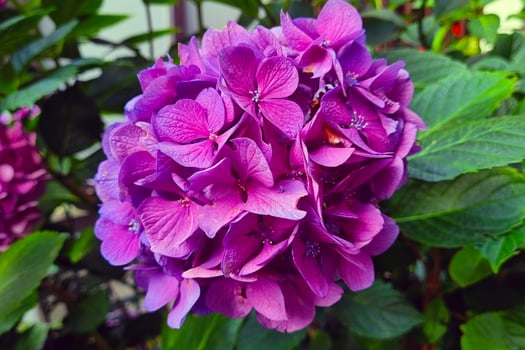 Vibrant Purple Hydrangea Bloom in Full Blossom photo
