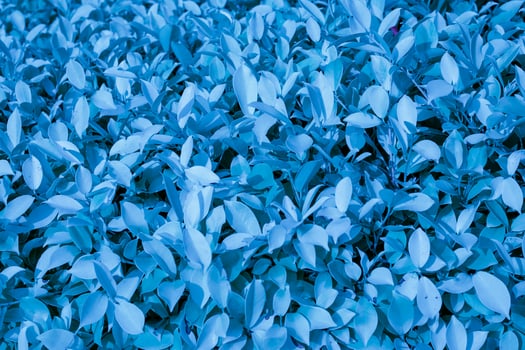 blue tinted plants background photo