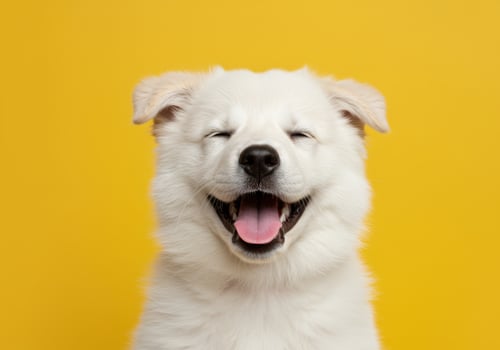 A happy white puppy with its eyes closed and tongue out, against a vibrant yellow background photo
