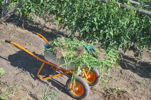 A wheelbarrow filled with freshly pulled weeds, set in garden scene photo