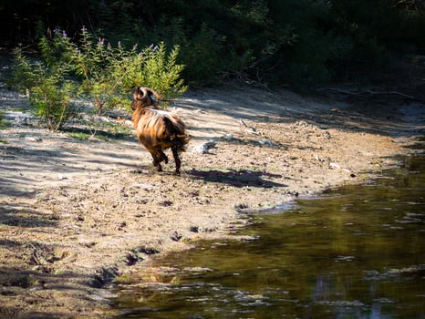 A brown and white goat walks on a sandy riverbank with calm water reflecting the surroundings. Green shrubs and vegetation line the river's edge. photo