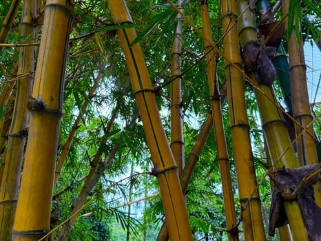 Low angle high resolution showing yellow bamboo stalks growing in a dense tropical forest photo