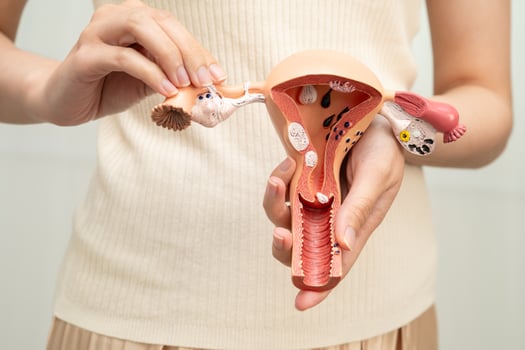 Uterus, Asian woman holding human model. photo