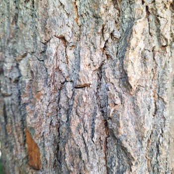 Close-up detailed rough textured bark of natural tree photo
