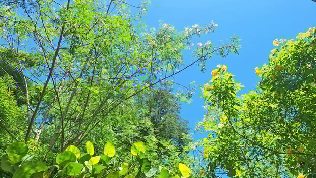 Bright green foliage under clear summer blue sky photo