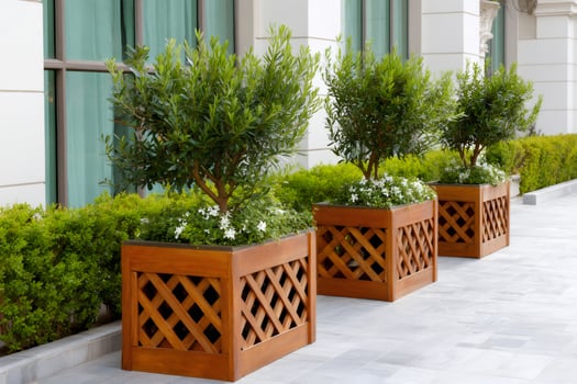 Decorative green plants growing in wooden pots decorating the entrance of a building photo