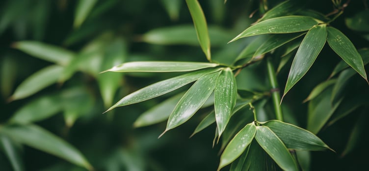 Closeup of green bamboo leaves. photo