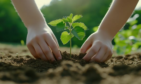 Childs hands planting a small tree sapling in the ground. photo