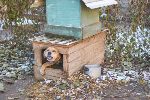 Happy dog in rustic wooden doghouse with green roof in leafy backyard setting. photo