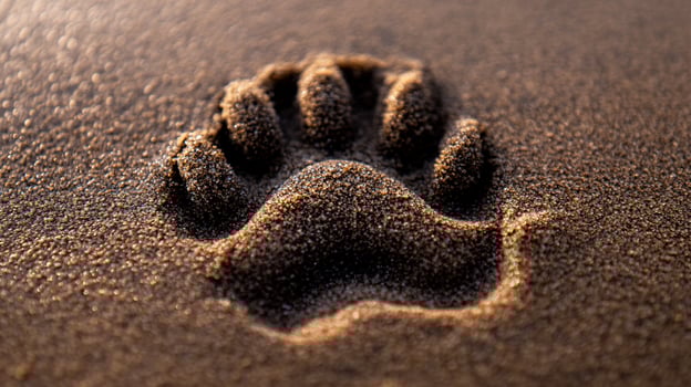 Closeup of a paw print in the sand. photo