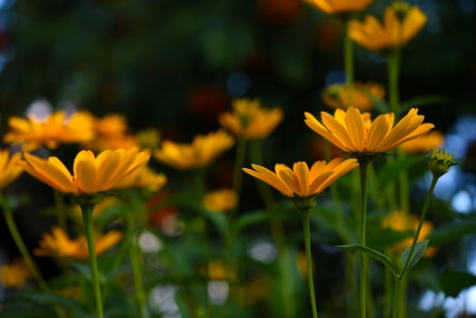 Yellow daisies in the light. Yellow flowers in the side. Beautiful background blur. photo