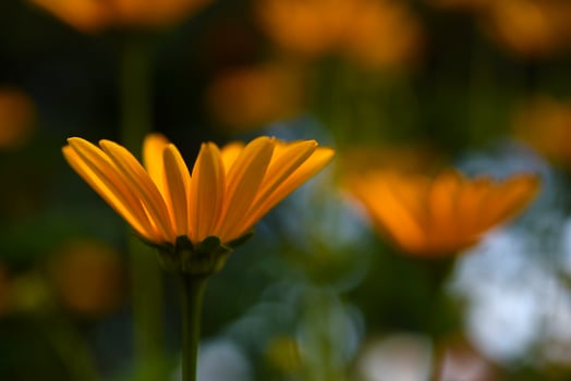 Close-up of yellow roses. Elegant petals in soft light. Gentle blurred backdrop. photo