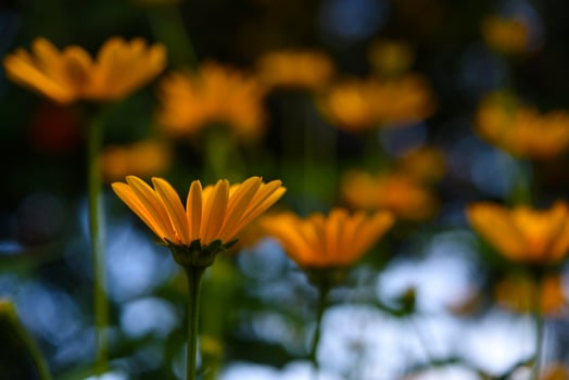 Field of yellow wildflowers. Blooming plants swaying in the wind. Soft dreamy blur. photo