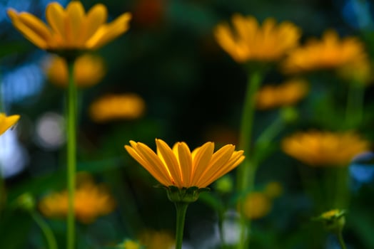 Bright yellow sunflowers in bloom. Golden petals in sunlight. Soft blurred background. photo
