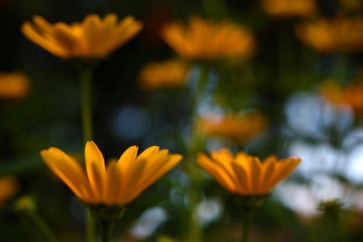 Yellow tulips in the garden. Fresh spring flowers in focus. Beautiful bokeh in the back. photo