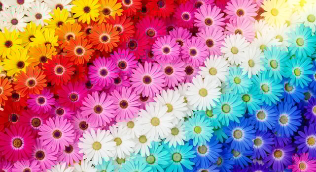 Diagonal arrangement of vibrant daisy flowers in a rainbow color gradient photo